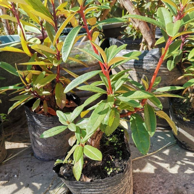 马缨花国旗红熟桩,3年矮化苗,多头多枝,量大优惠基地直发