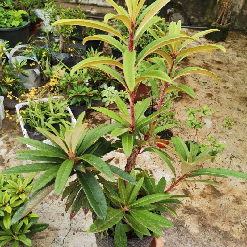 马缨花国旗红熟桩,3年矮化苗,多头多枝,量大优惠基地直发