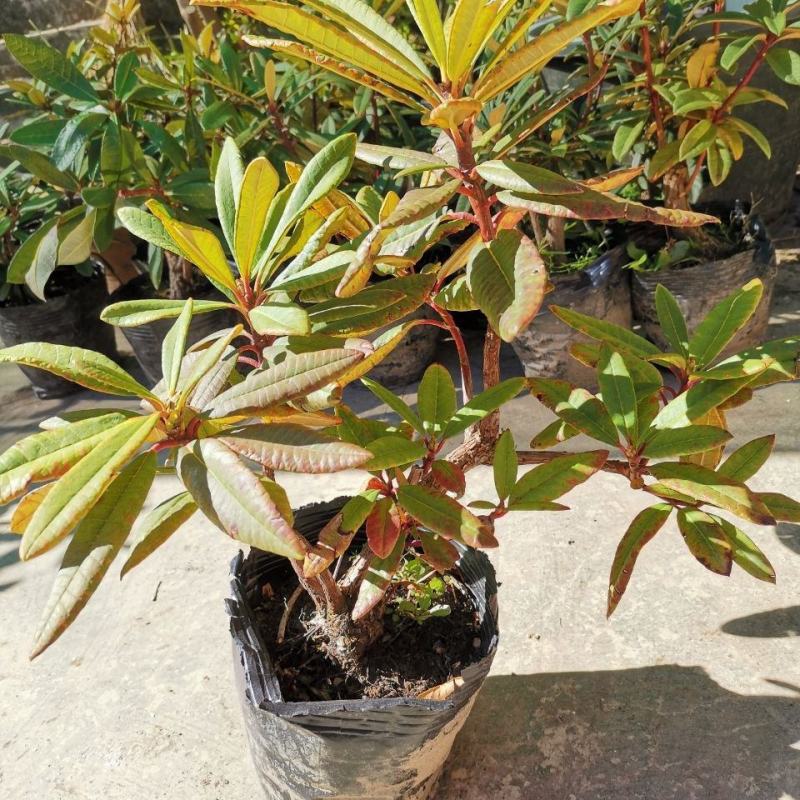 马缨花国旗红熟桩,3年矮化苗,多头多枝,量大优惠基地直发