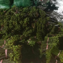 大量出售蕨菜