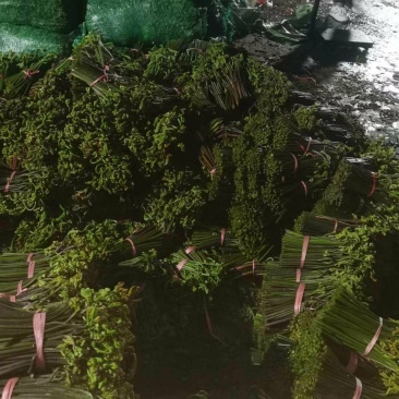大量出售蕨菜