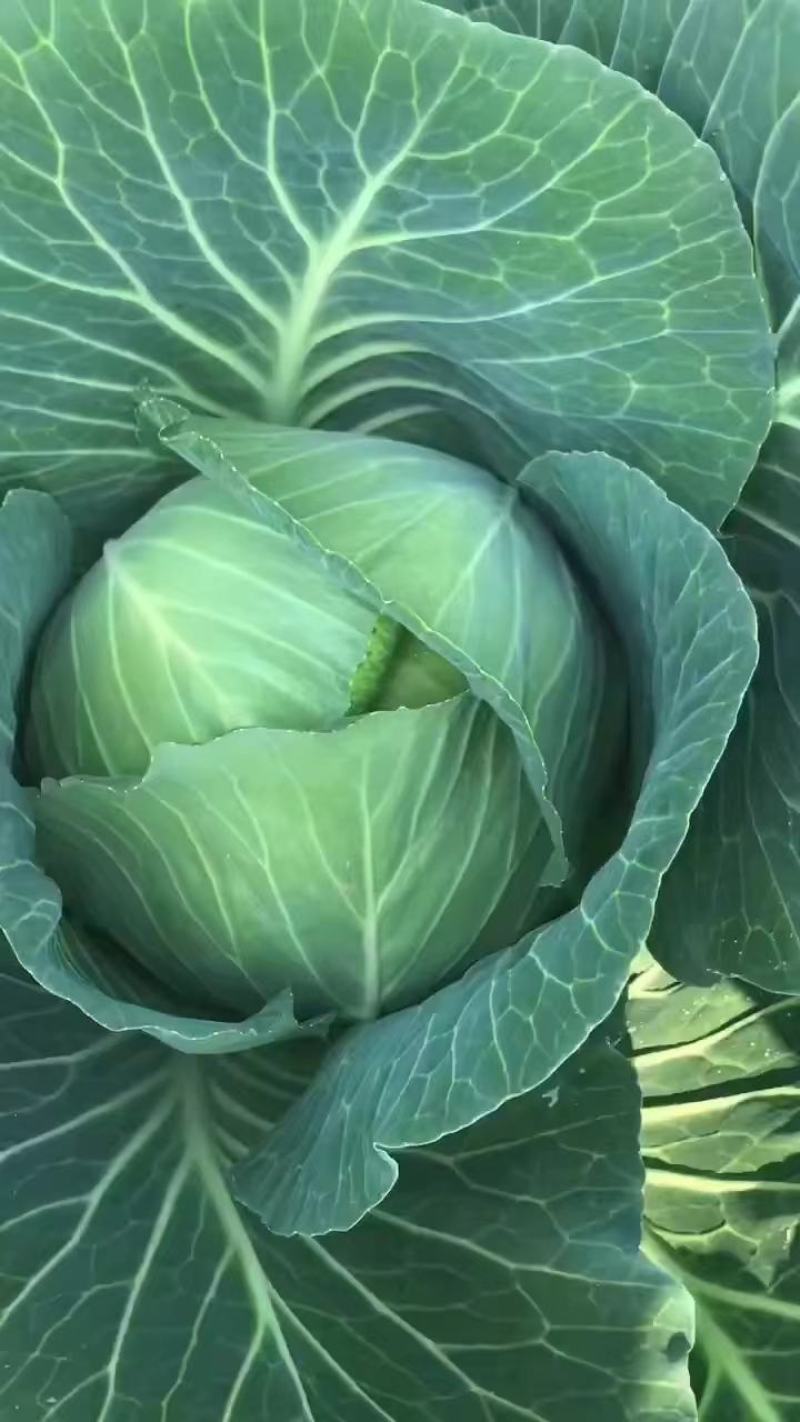 豪帝大量上市