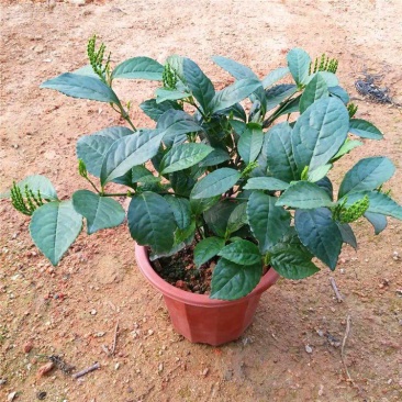 黄花珠兰珠兰盆栽阳台室内盆栽金粟兰四季常绿浓香型植物花卉