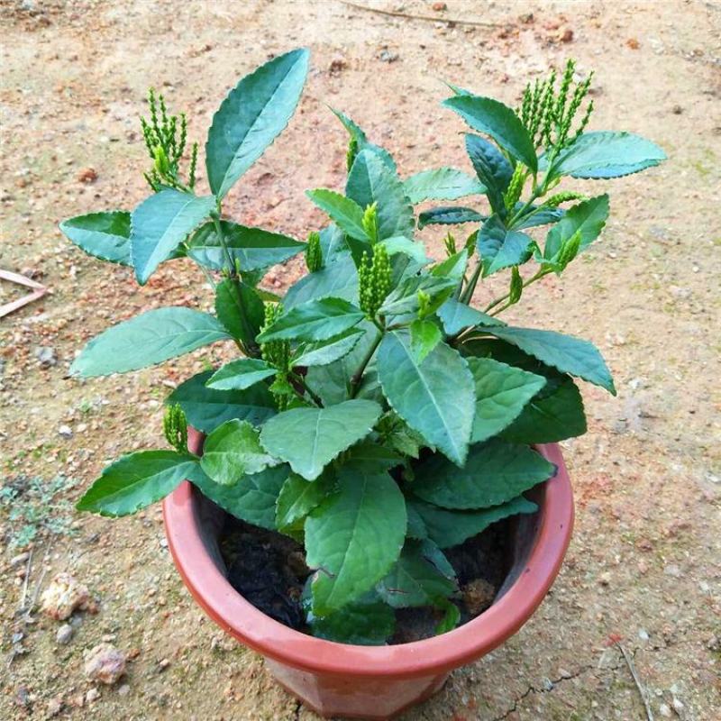 黄花珠兰珠兰盆栽阳台室内盆栽金粟兰四季常绿浓香型植物花卉