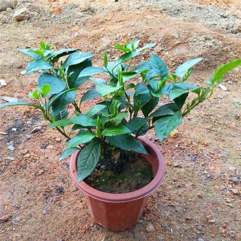 黄花珠兰珠兰盆栽阳台室内盆栽金粟兰四季常绿浓香型植物花卉