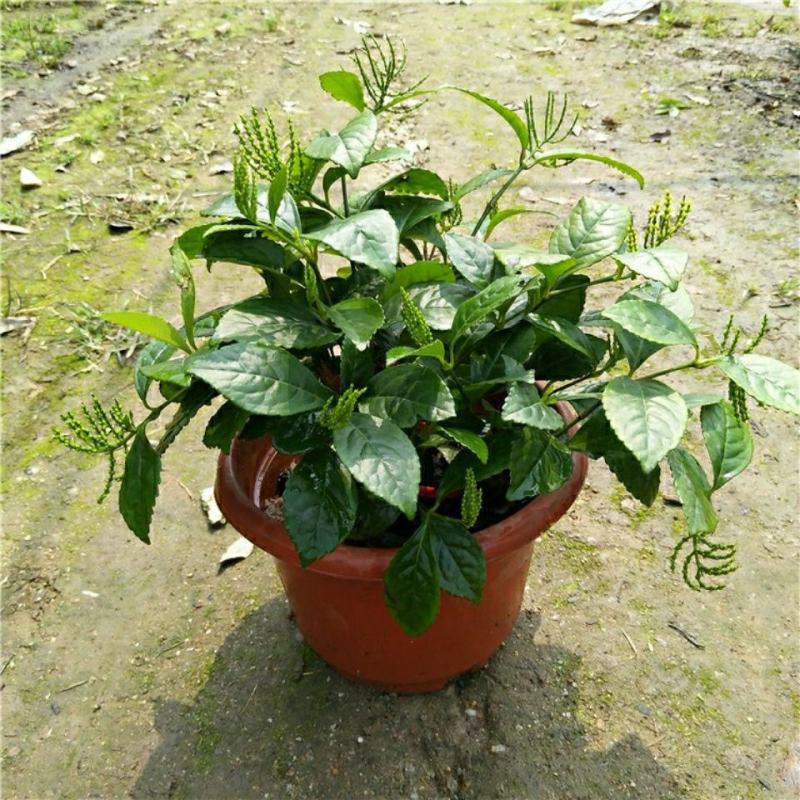 黄花珠兰珠兰盆栽阳台室内盆栽金粟兰四季常绿浓香型植物花卉