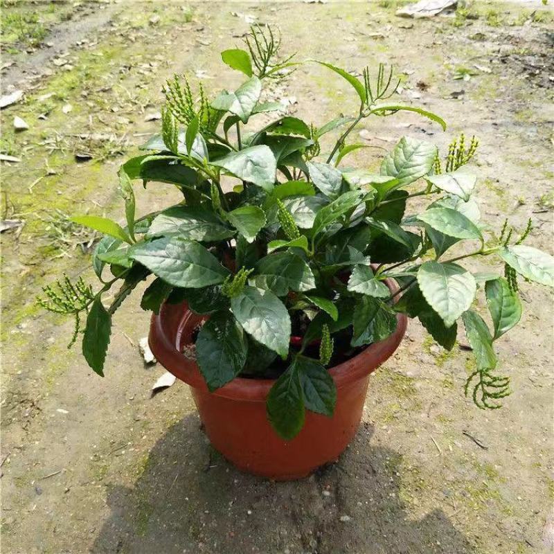 黄花珠兰珠兰盆栽阳台室内盆栽金粟兰四季常绿浓香型植物花卉