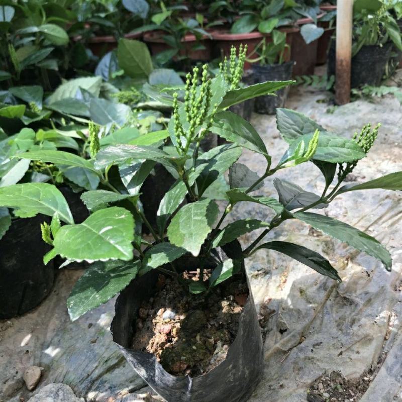 黄花珠兰珠兰盆栽阳台室内盆栽金粟兰四季常绿浓香型植物花卉