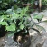 黄花珠兰珠兰盆栽阳台室内盆栽金粟兰四季常绿浓香型植物花卉