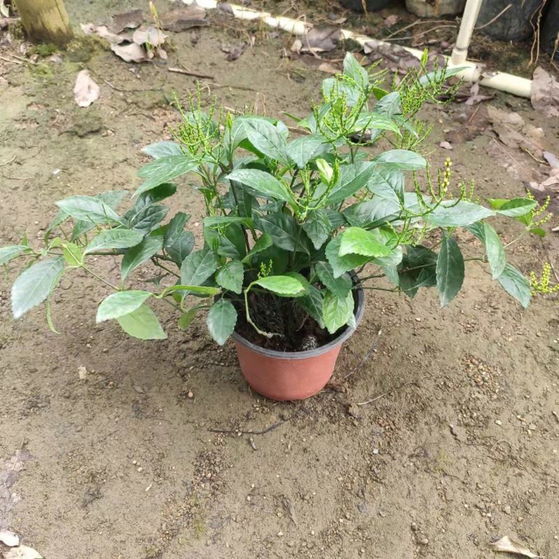 黄花珠兰珠兰盆栽阳台室内盆栽金粟兰四季常绿浓香型植物花卉
