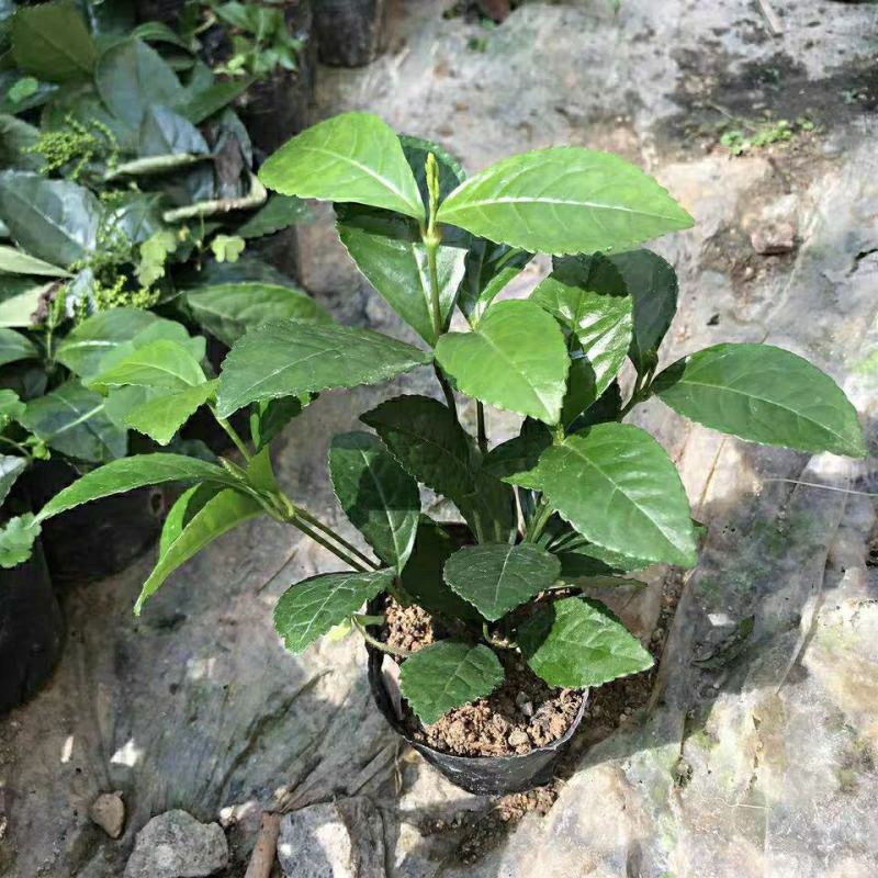 黄花珠兰珠兰盆栽阳台室内盆栽金粟兰四季常绿浓香型植物花卉
