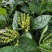 黄花珠兰珠兰盆栽阳台室内盆栽金粟兰四季常绿浓香型植物花卉