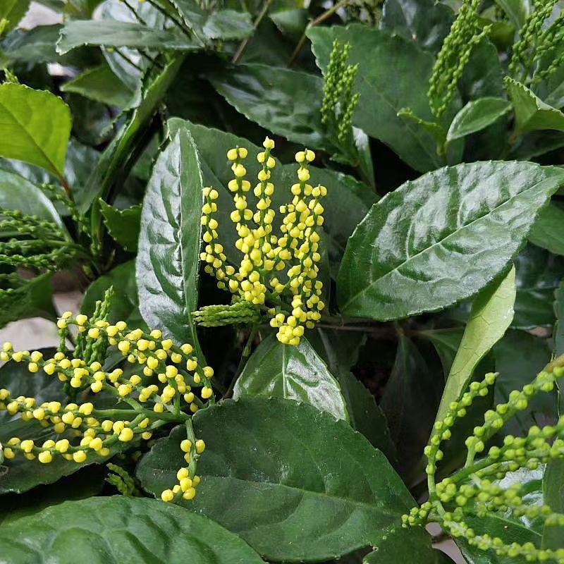 黄花珠兰珠兰盆栽阳台室内盆栽金粟兰四季常绿浓香型植物花卉