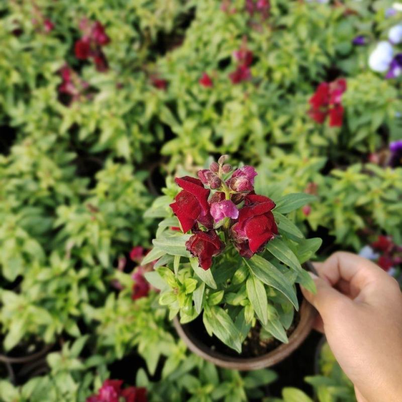 金鱼草花苗多年生耐寒花卉室外阳台庭院盆栽植物四季开花