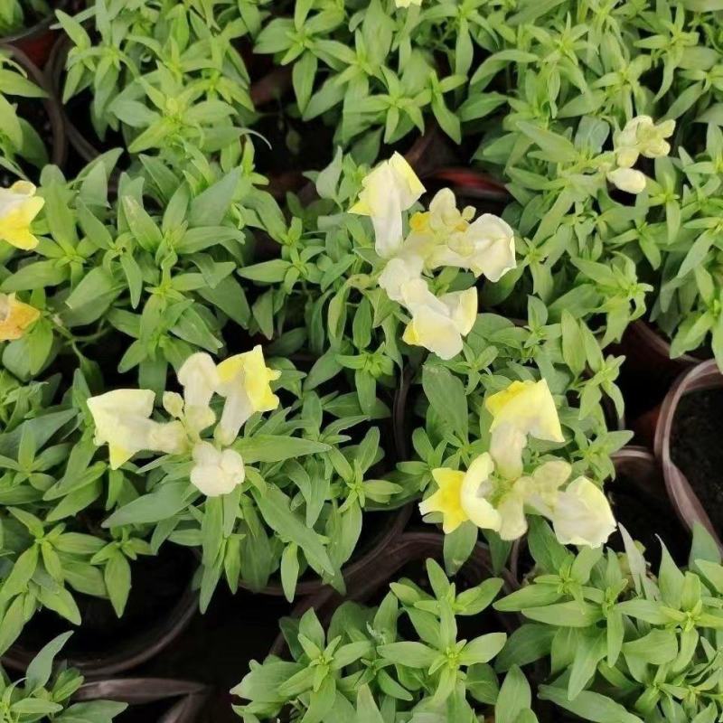 金鱼草花苗多年生耐寒花卉室外阳台庭院盆栽植物四季开花