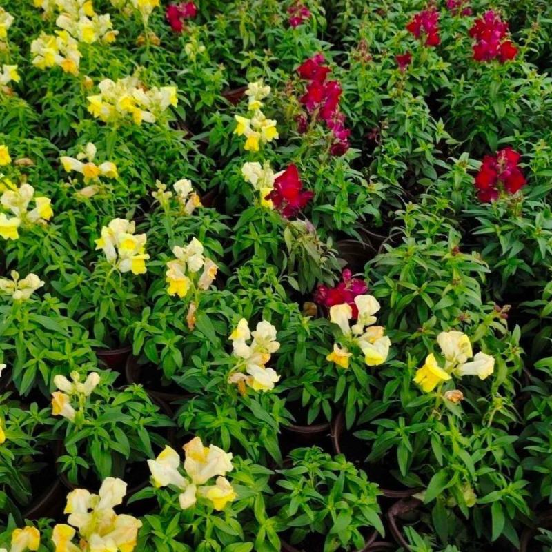 金鱼草花苗多年生耐寒花卉室外阳台庭院盆栽植物四季开花
