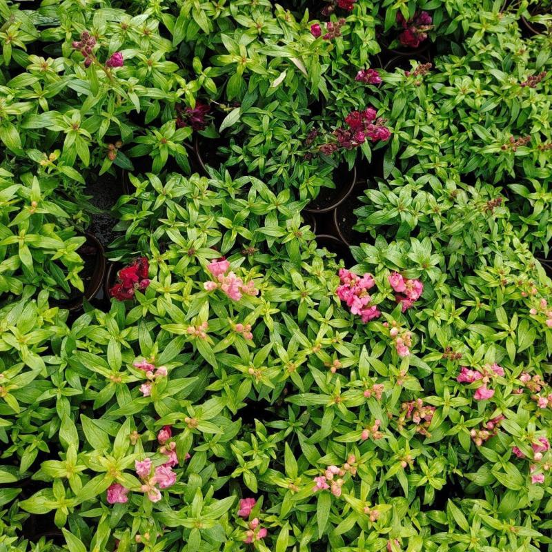 金鱼草花苗多年生耐寒花卉室外阳台庭院盆栽植物四季开花