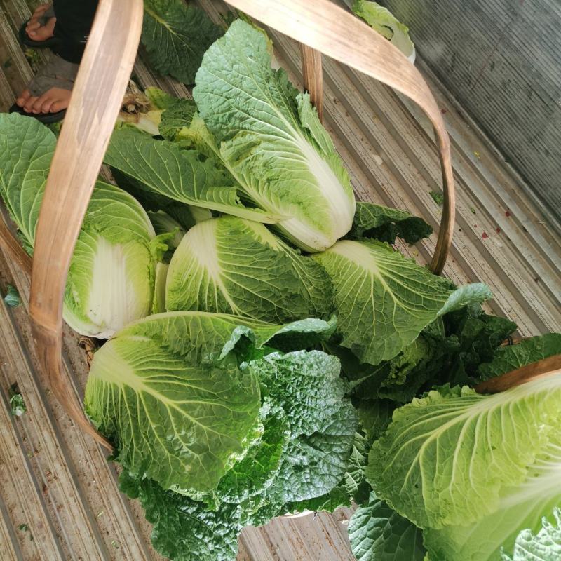 大白菜