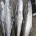 马鲛鱼马鲛鱼竹鲛康氏马鲛