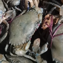 膏母