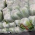 东台市黄心白菜大量上市，量大价优，现收现发，品质保证