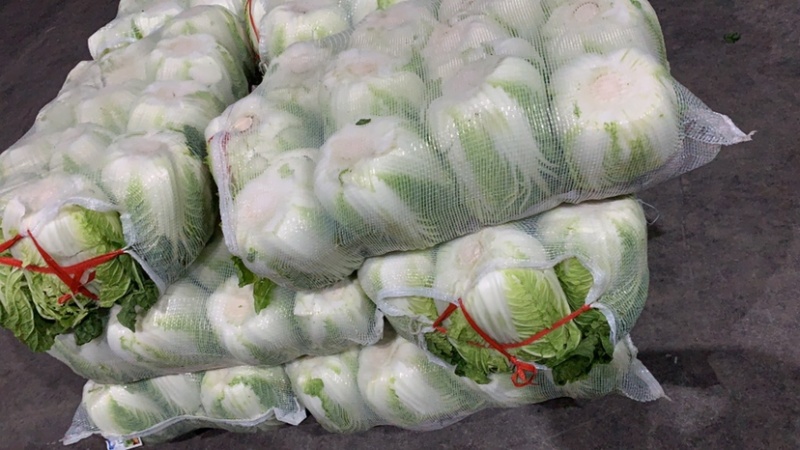 东台市黄心白菜大量上市，量大价优，现收现发，品质保证