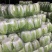 东台市黄心白菜大量上市，量大价优，现收现发，品质保证