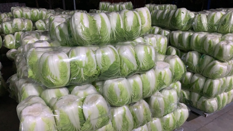 东台市黄心白菜大量上市，量大价优，现收现发，品质保证