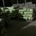 东台市黄心白菜大量上市，量大价优，现收现发，品质保证