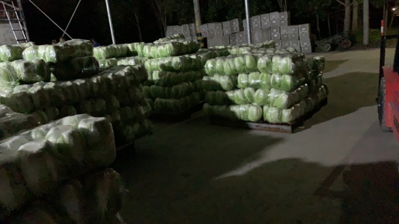 东台市黄心白菜大量上市，量大价优，现收现发，品质保证