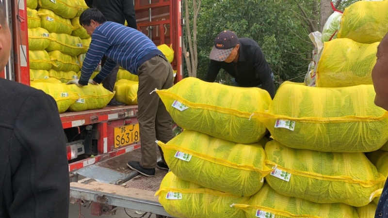 东台市黄心白菜大量上市，量大价优，现收现发，品质保证