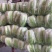 东台市黄心白菜大量上市，量大价优，现收现发，品质保证