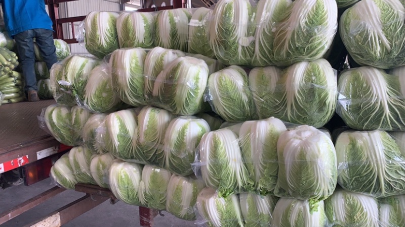 东台市黄心白菜大量上市，量大价优，现收现发，品质保证