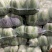 东台市黄心白菜大量上市，量大价优，现收现发，品质保证