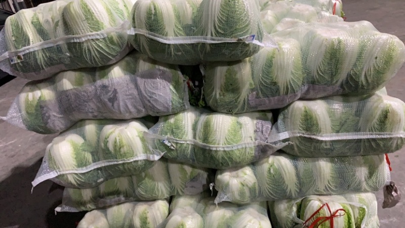 东台市黄心白菜大量上市，量大价优，现收现发，品质保证