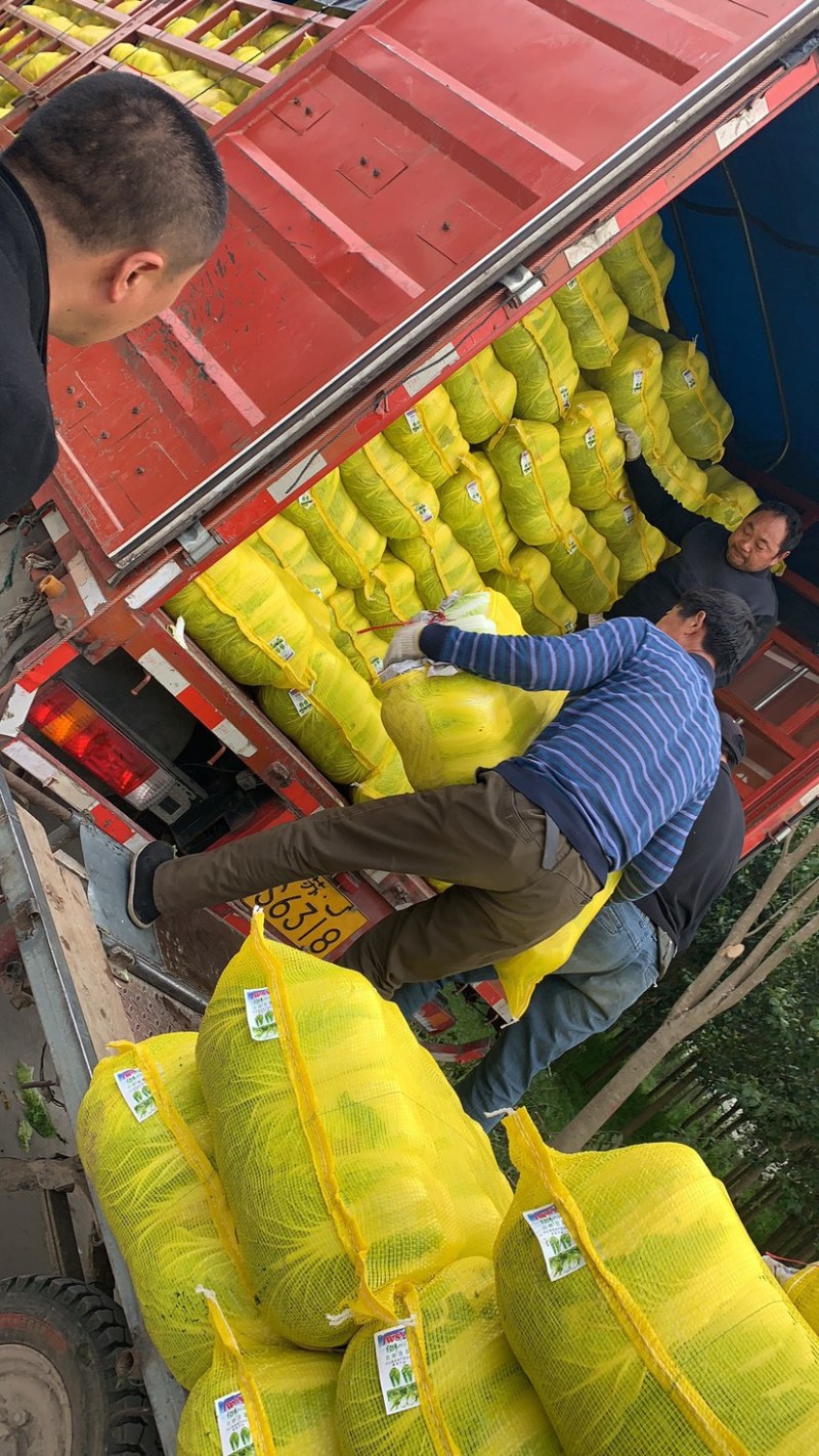 东台市黄心白菜大量上市，量大价优，现收现发，品质保证