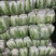 东台市黄心白菜大量上市，量大价优，现收现发，品质保证