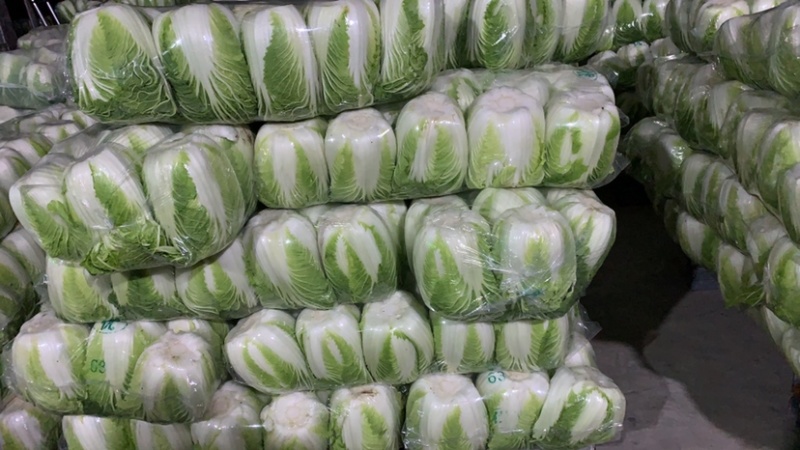 东台市黄心白菜大量上市，量大价优，现收现发，品质保证