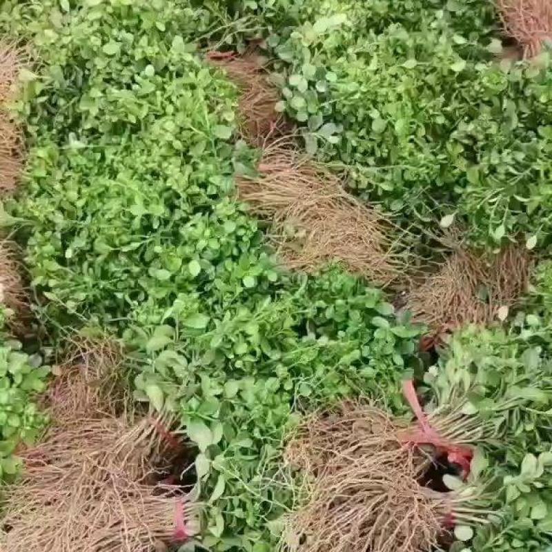 瓜子黄杨小苗50万棵扦插苗规格10公分左右苏北苗木基地