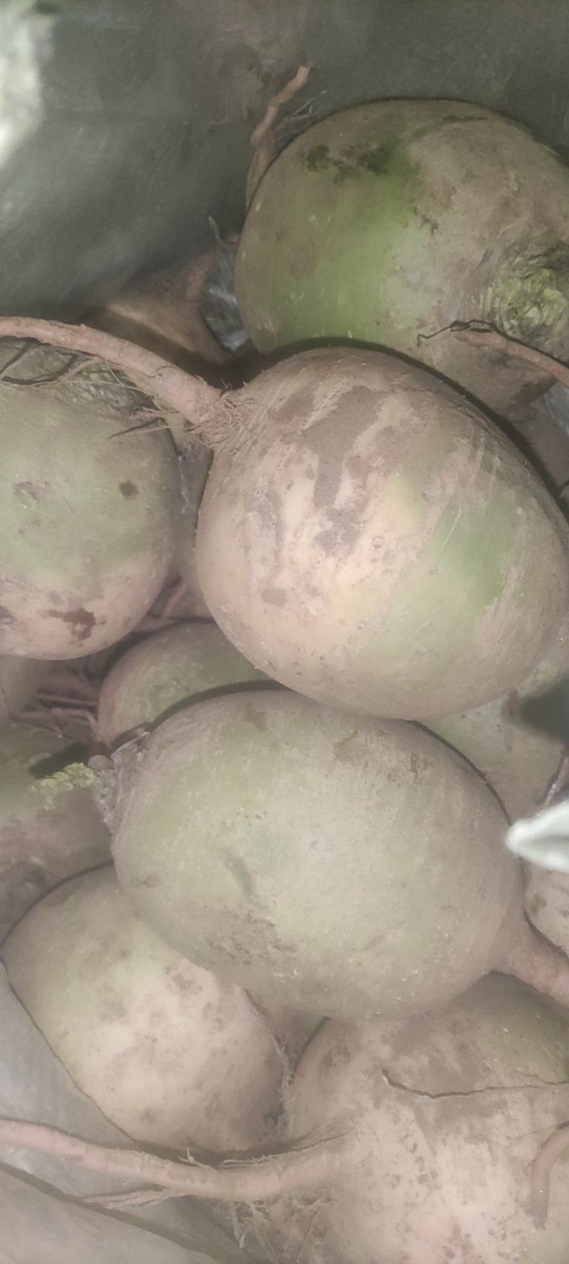 心里美萝卜，一代满堂红，皮绿肉红编织袋加保鲜膜包装