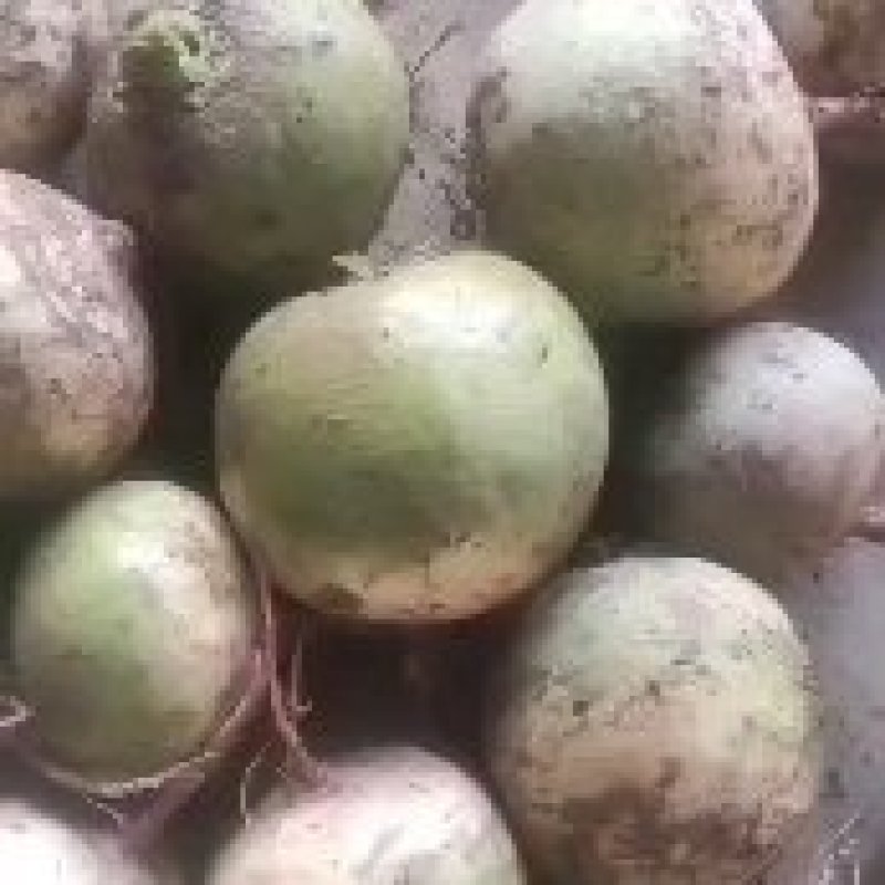 心里美萝卜，一代满堂红，皮绿肉红编织袋加保鲜膜包装