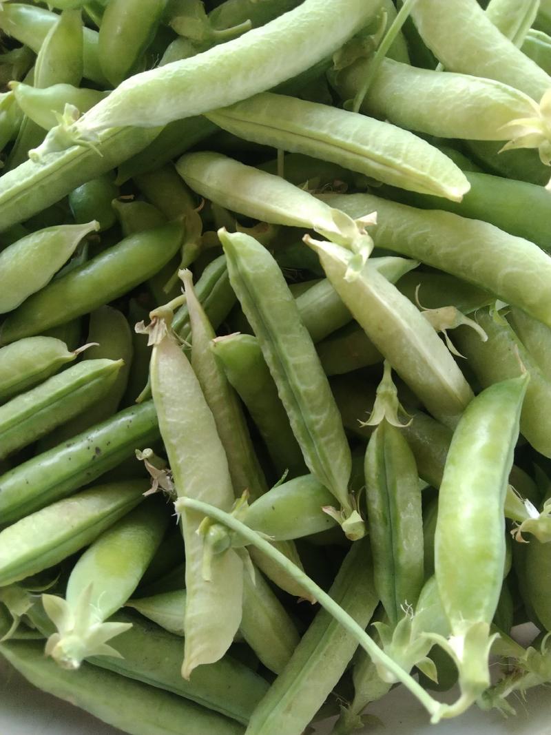 豌豆荚大量现货供应欢迎选购质量保证，，！。！
