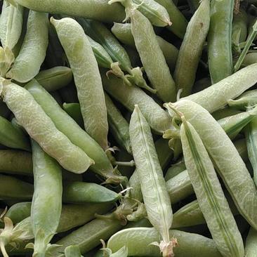 豌豆荚大量现货供应欢迎选购质量保证，，！。！