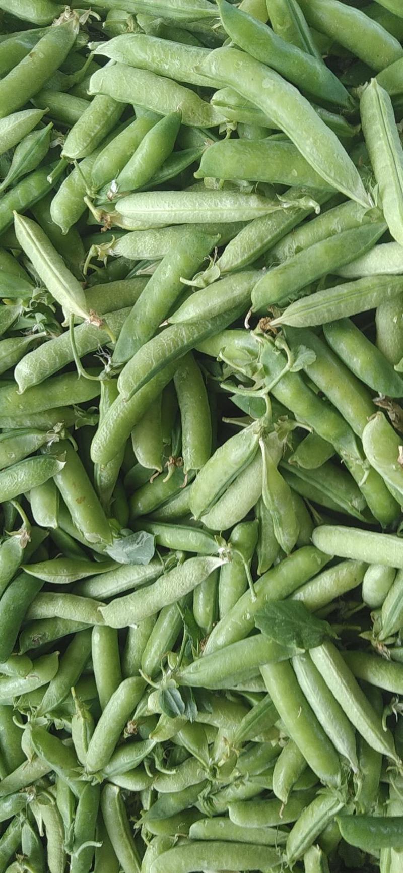 豌豆荚大量上市一手货源量大从优品质保证