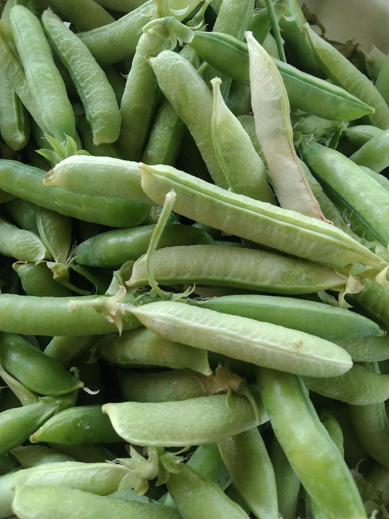 豌豆荚大量上市一手货源量大从优品质保证