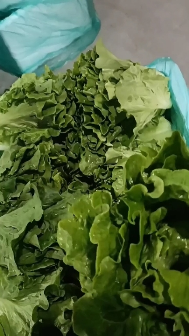 [推荐]河南南阳生菜基地常年供应中量大从优需要的电联
