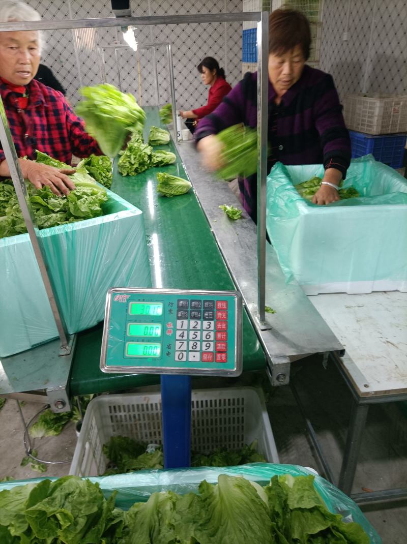[推荐]河南南阳生菜基地常年供应中量大从优需要的电联