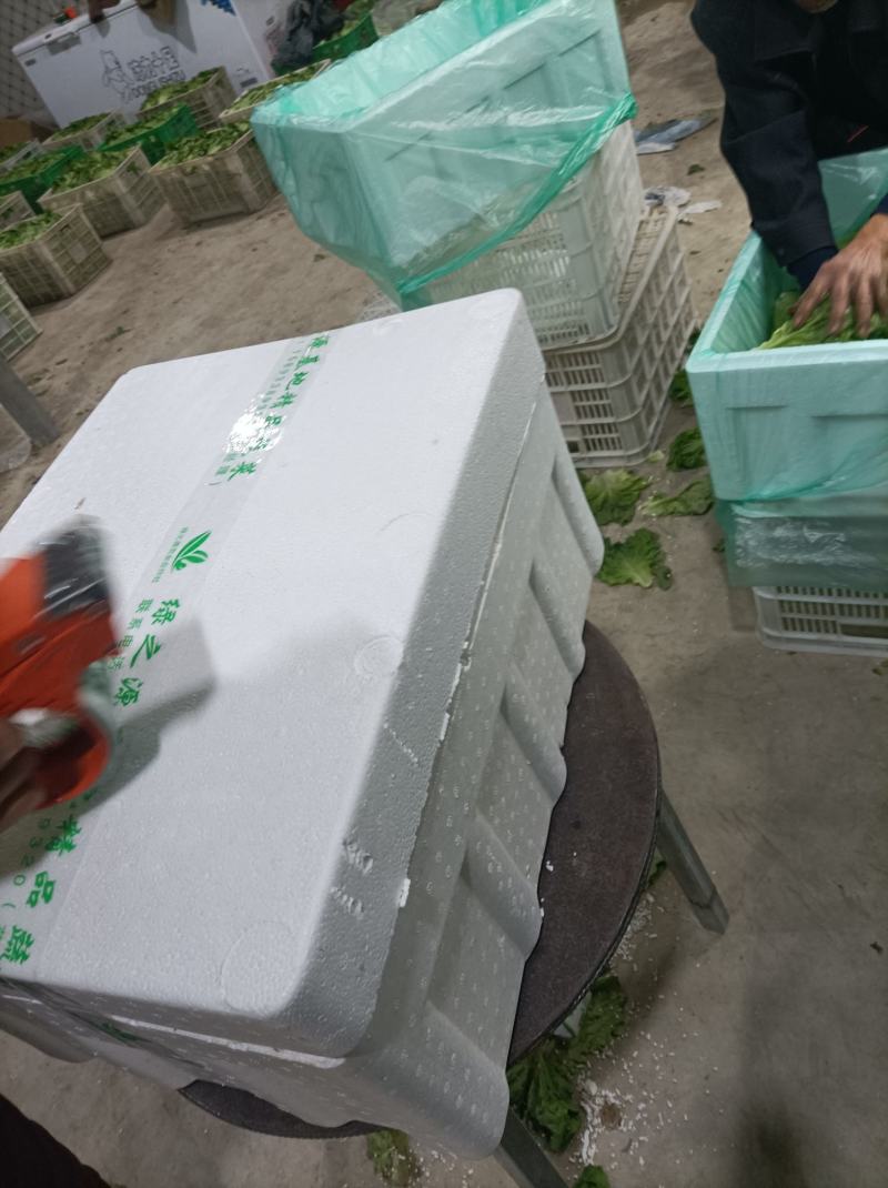 [推荐]河南南阳生菜基地常年供应中量大从优需要的电联