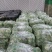 [推荐]河南南阳生菜基地常年供应中量大从优需要的电联