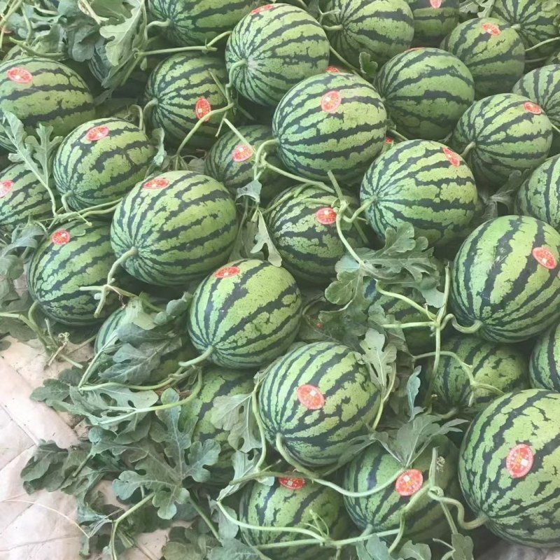 陕西精品甜王西瓜基地直发供货量大全国发货皮薄瓜甜